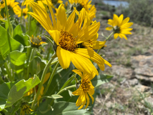 Custom flag for Corey